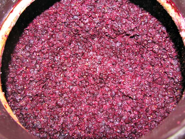 raisins vinification