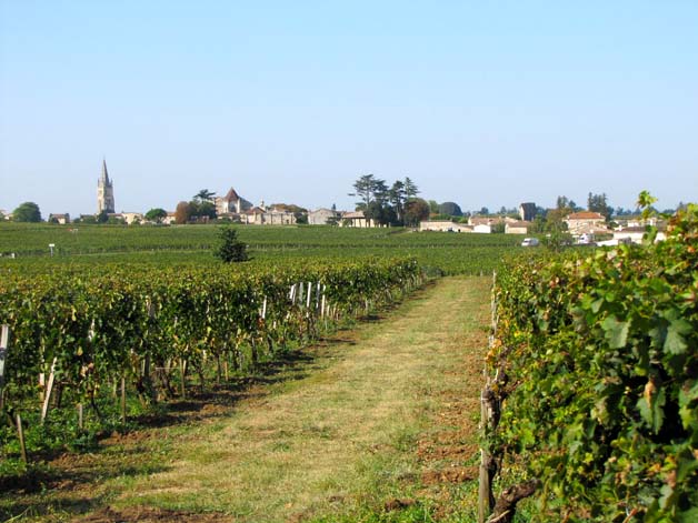 saint emilion vignes