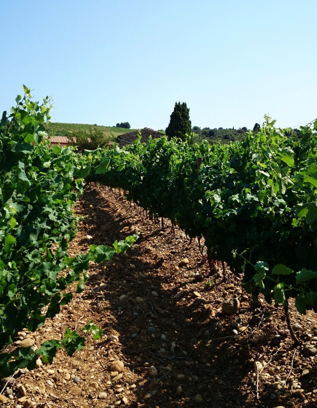 15-Limoux-vue vignes