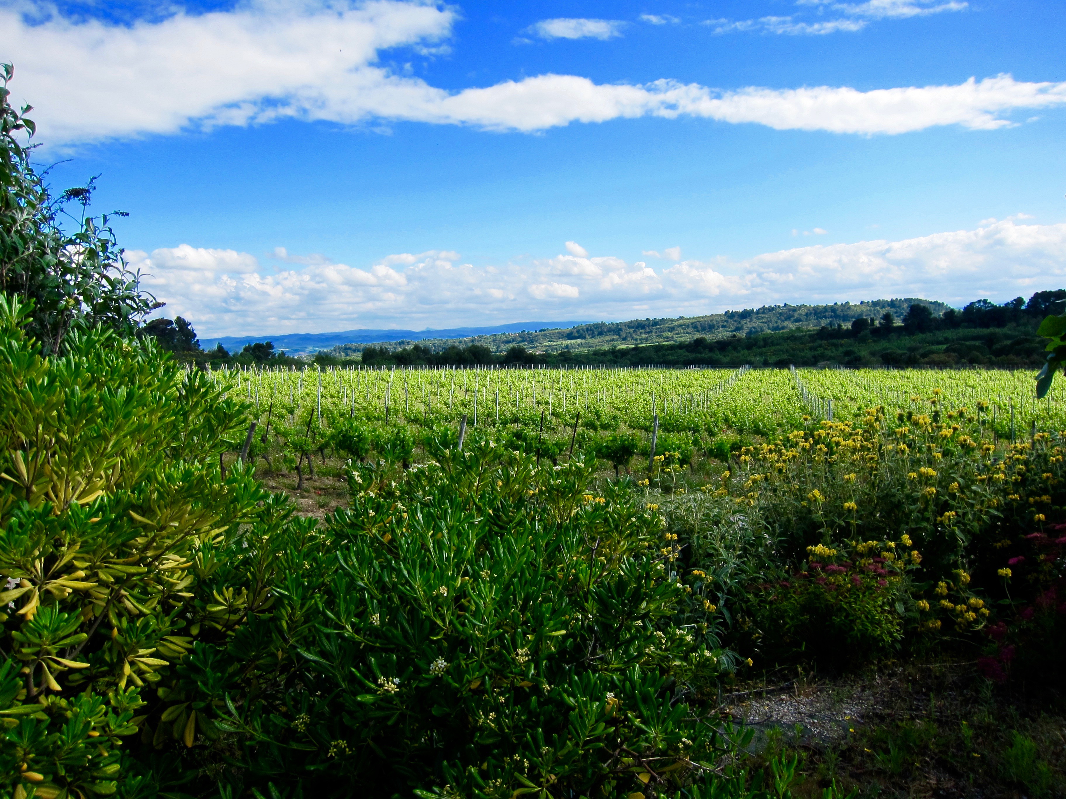 Domaine Cazaban