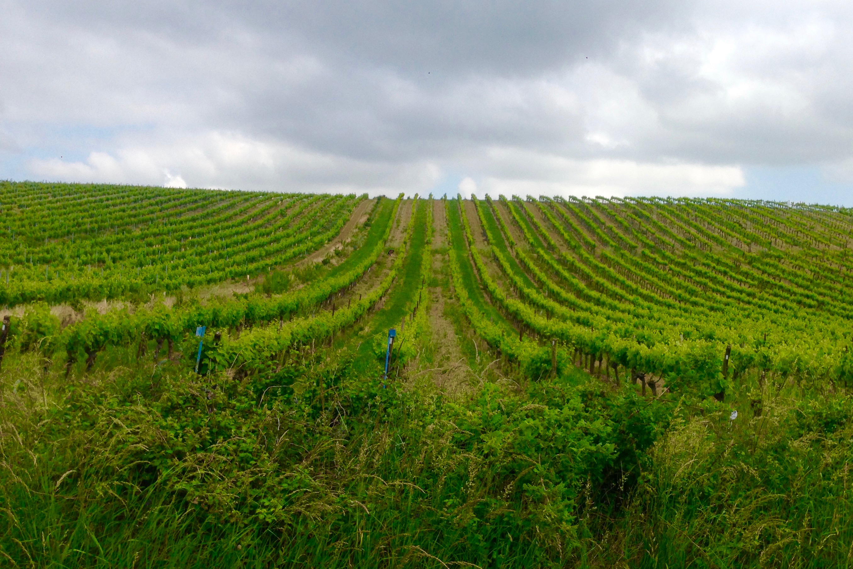 Vignes Malepere